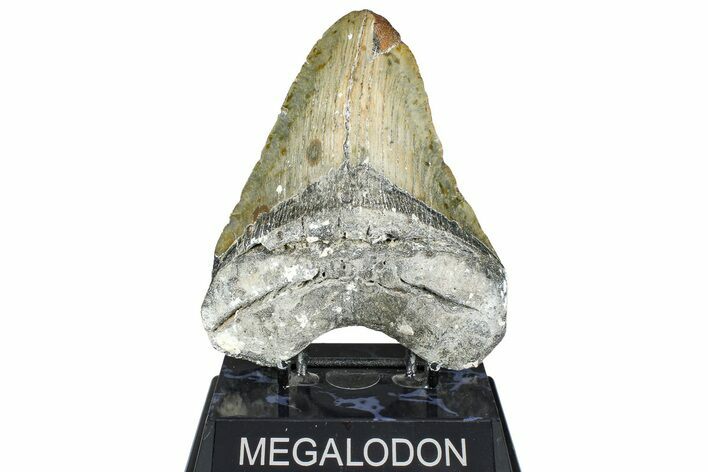 Fossil Megalodon Tooth - North Carolina #363750